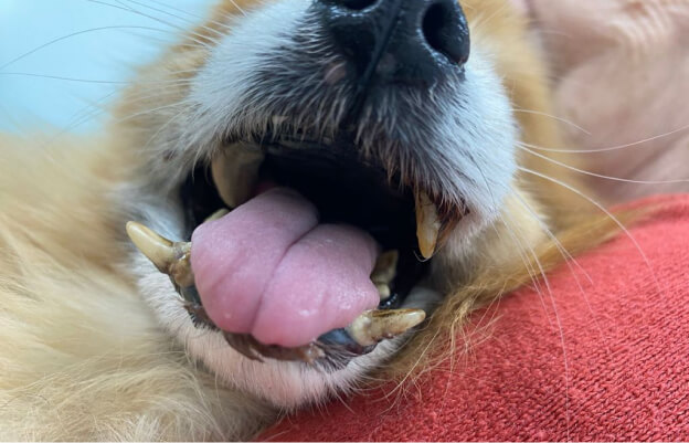 Пародонтит у собаки